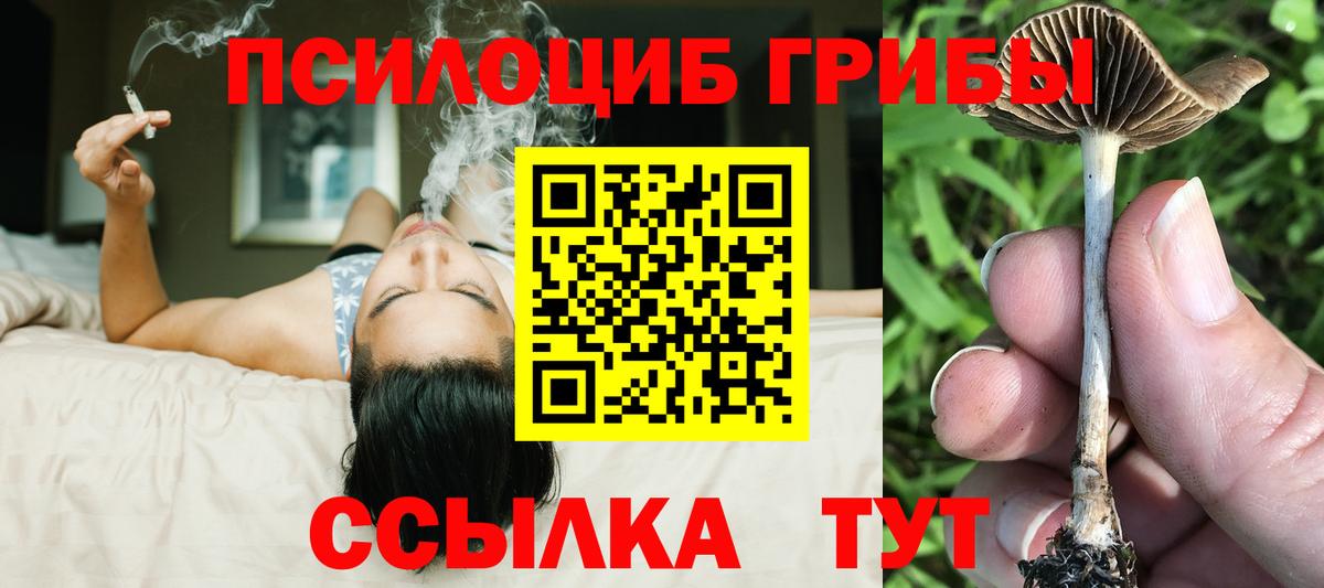 Псилоцибиновые грибы Psilocybine cubensis Богданович
